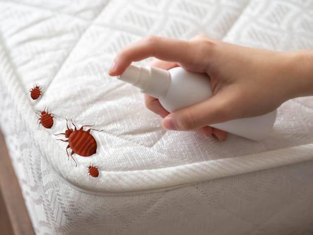 Best Bed Bug Extermination  in George, IA